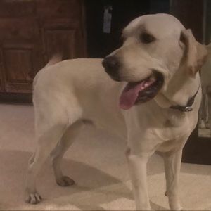 Meet your Posher, Drew